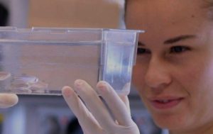 SEO per a biotecnològica ZeClinics – Investigació sobre nous medicaments mitjançant peixos zebra i metodologia CRISPR/CAS9 SEO per a biotecnològica ZeClinics - Investigació sobre nous medicaments mitjançant peixos zebra i metodologia CRISPR/CAS9